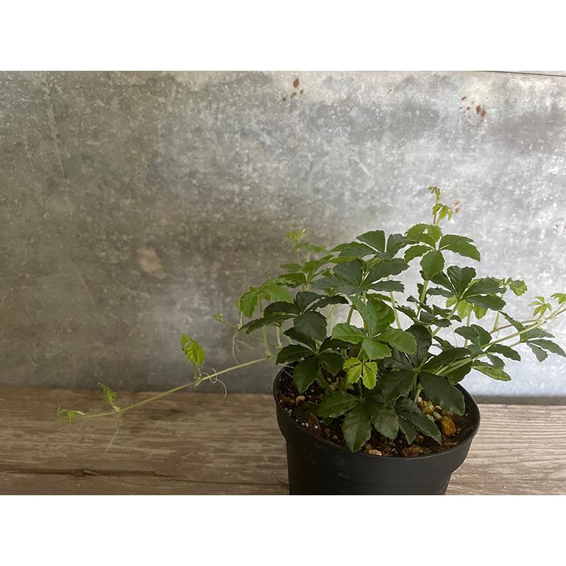 パルテノシッサス シュガーバイン Sugarvine 3 5 号 岐阜農場から出荷します Sale 96 Off