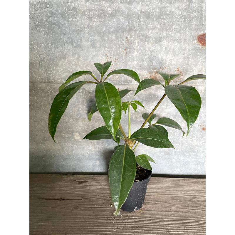 ツピダンサス 3 5 号 岐阜農場から出荷します 輝く高品質な