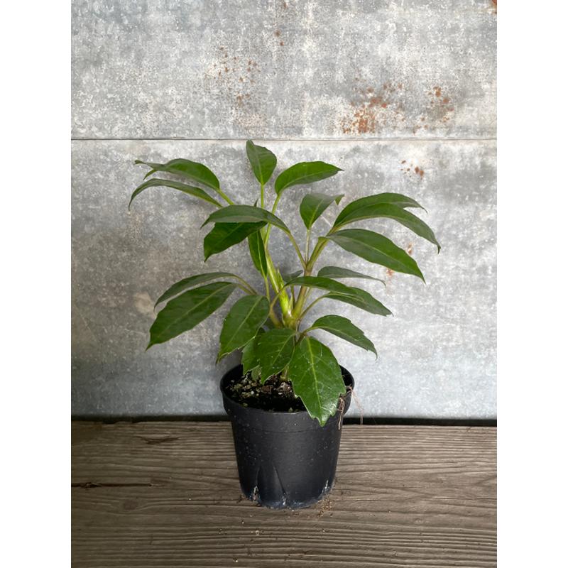 シェフレラ アルパイン 3 5 号 岐阜農場から出荷します 高速配送