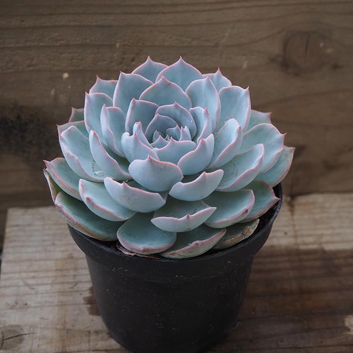 多肉植物 エケベリア属 サブセシリス Subsessillis 3 5 号 八ヶ岳農場から出荷します Suc Ec 50e 35 グリーン ルームyahoo 店 通販 Yahoo ショッピング