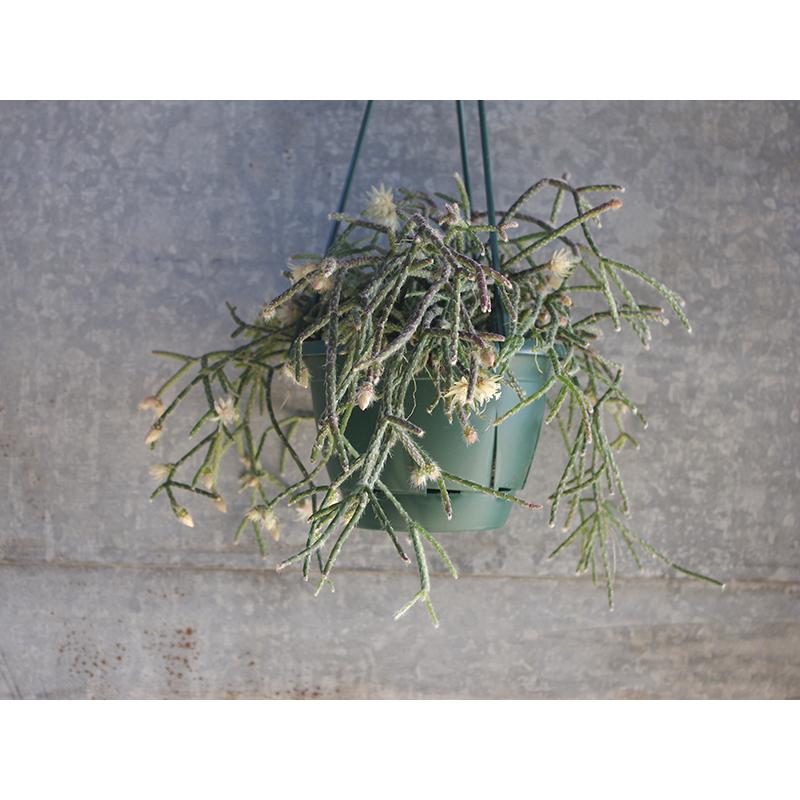 数量限定 リプサリス ピロカルパ レフグレン 吊り鉢仕立て 5 号 八ヶ岳農場から出荷します Suc Etc 004 グリーン ルームyahoo 店 通販 Yahoo ショッピング