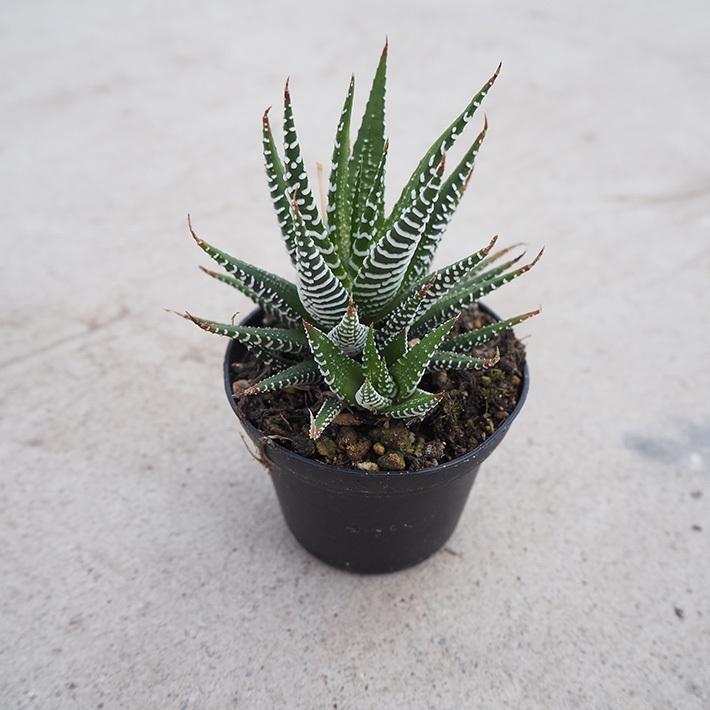 多肉植物 ハオルチア属 ファスキアータ 2 5号 New Fasciata 八ヶ岳農場から出荷します