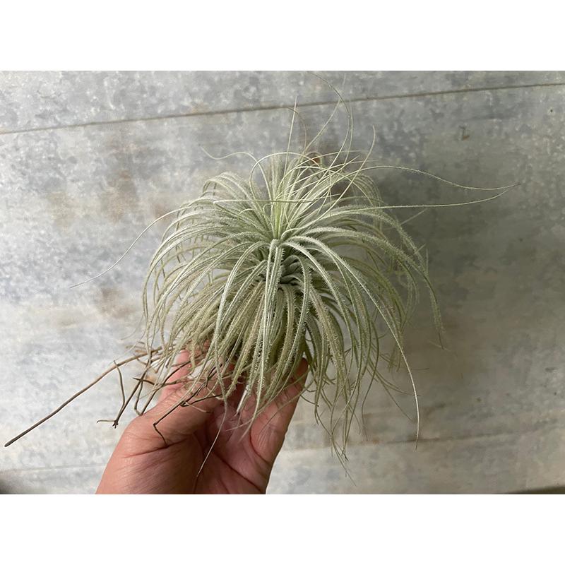 チランジア テクトラム Tillandsia Tectorum 岐阜農場から出荷します Tillandsia 024 グリーン ルームyahoo 店 通販 Yahoo ショッピング