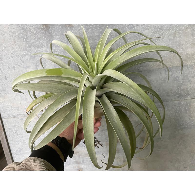 チランジア カピタータ シルバーローズ Tillandsia Capitata Silverrose リオホンドエンシス Riohondoensis 岐阜農場から出荷します Tillandsia 038 グリーン ルームyahoo 店 通販 Yahoo ショッピング