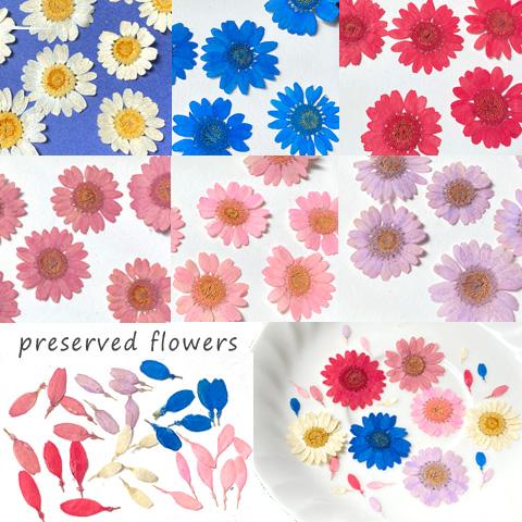 マーガレット風 押し花 レジン封入 素材 材料 レジン マーガレット風 押し花 レジン封入 素材 材料 レジン