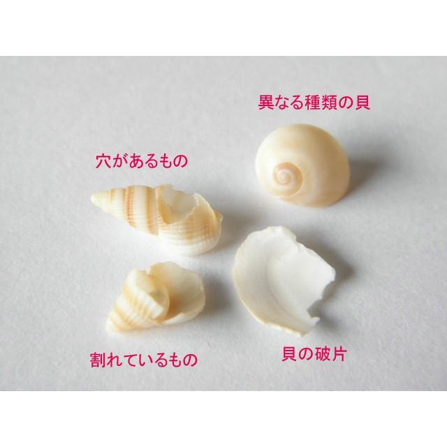 レジン封入にも しま模様の巻貝の貝殻 10g 1606 Kai 013 Kai 013 Greenroseネットショップyumi 通販 Yahoo ショッピング