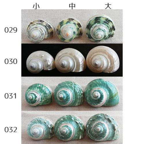 エヌです　COWRIES　マリコリセテダカラガイ　貝殻　おまけ付き タカラガイ Cowries - 美貝 BIGAI (Page 1)