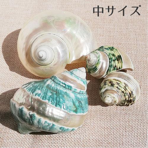 巻貝 貝殻 青緑 白 ブルーグリーン系 ホワイト系 中サイズ 海 マリン