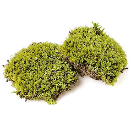 苔 コケ モス 約25g 緑 グリーン 天然 テラリウム オブジェ 2212