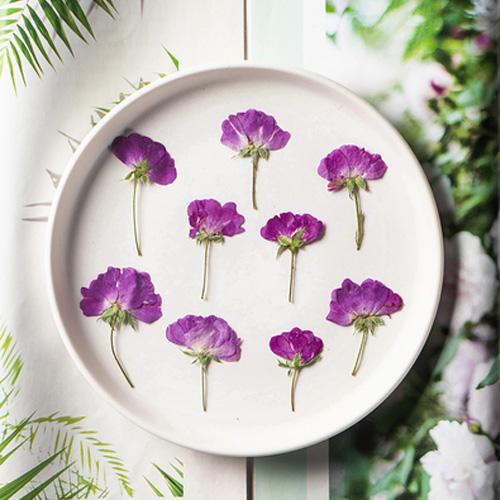 押し花 月季花 ゲッキカ バラ 茎 紫花 ドライフラワー レジン 封入
