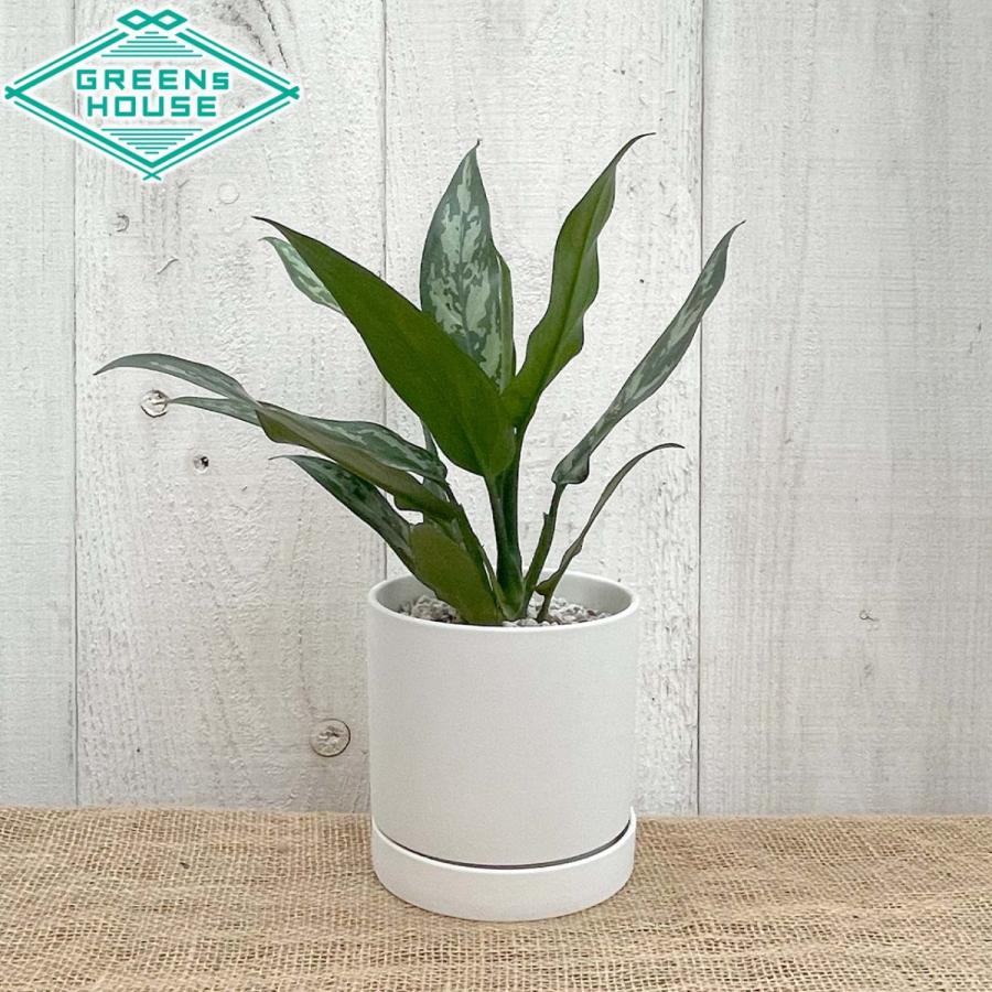 アグラオネマ 鉢付 送料込み 観葉植物 空気清浄 インテリア インドア グリーン カフェ風 リビング リゾート Gh035 Greenshouse 通販 Yahoo ショッピング