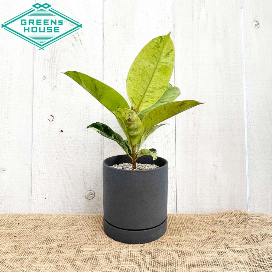 フィカス ジン おしゃれ おすすめ お中元 お祝い インテリア ゴムの木 室内 斑入り 現品 種類 育てやすい 観葉植物 陶器鉢付 黄色 人気ブランドの新作 観葉植物