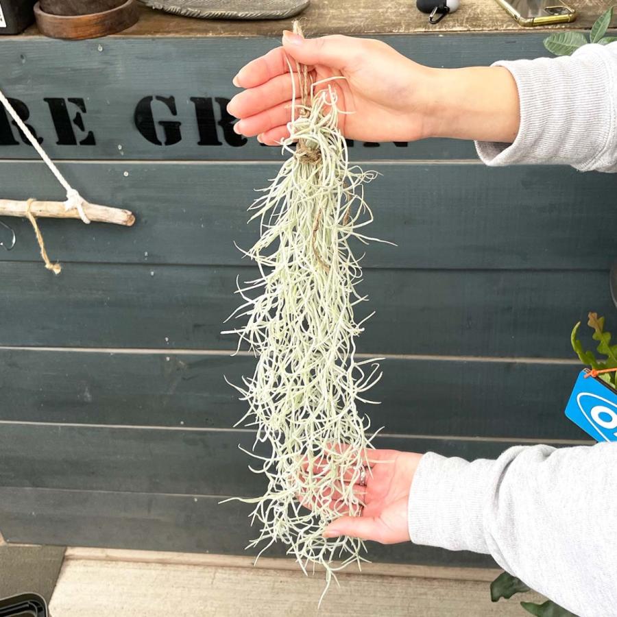 ウスネオイデス エアープランツ 40cm スパニッシュモス チランジア｜greenshouse｜18