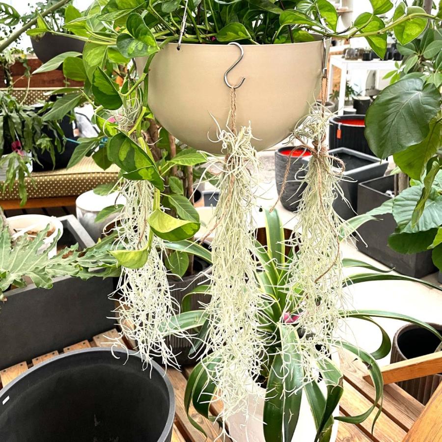 ウスネオイデス エアープランツ 40cm スパニッシュモス チランジア｜greenshouse｜06