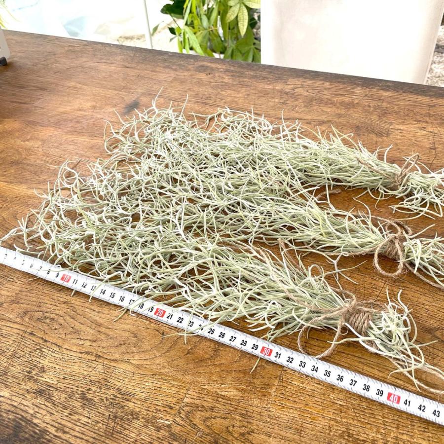 ウスネオイデス エアープランツ 40cm スパニッシュモス チランジア｜greenshouse｜10