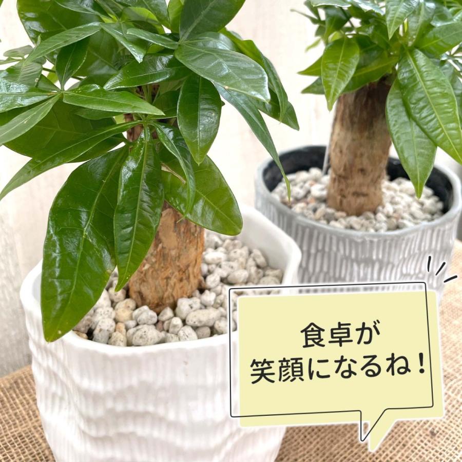 パキラ 4号 観葉植物 風水リビング 発財樹｜greenshouse｜12