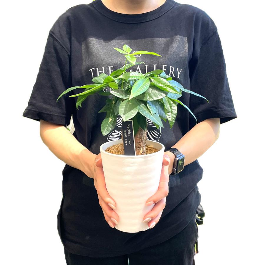 観葉植物 パキラ 4号 観葉植物 風水リビング 発財樹 : GREENsHOUSE - 通販
