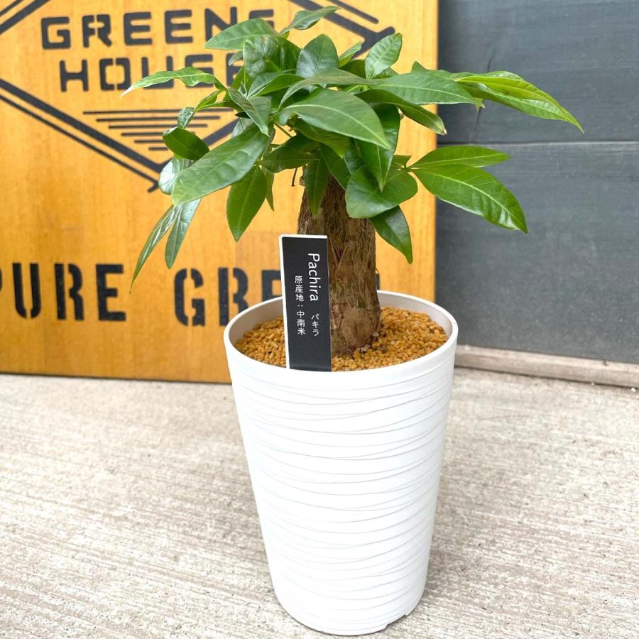 パキラ 4号 観葉植物 風水リビング 発財樹｜greenshouse｜10