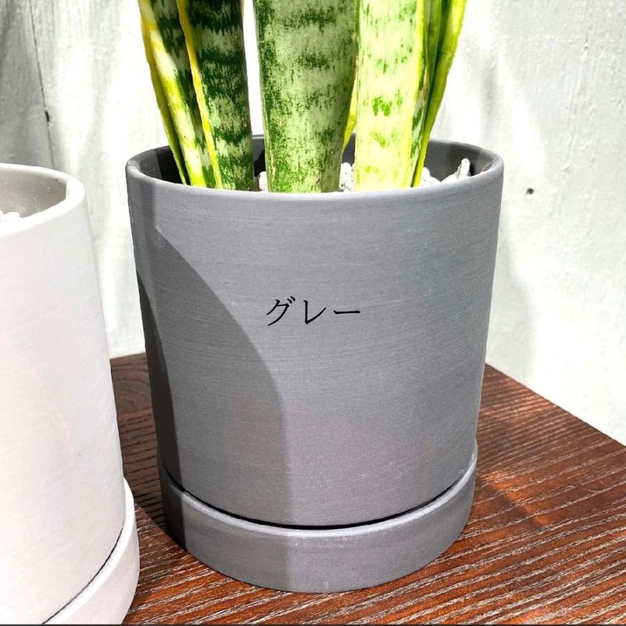 サンスベリア ローレンティ 選べる鉢付 観葉植物 引越し祝い
