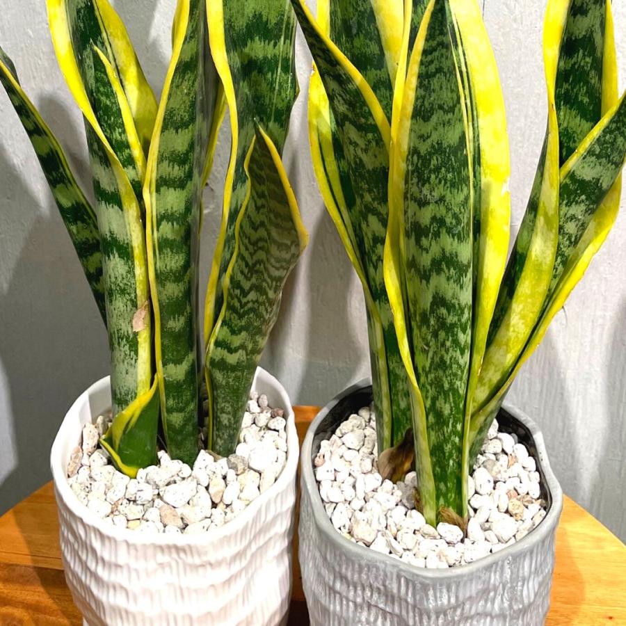 サンスベリア ローレンティ ぽってり 陶器鉢 観葉植物 : GREENsHOUSE