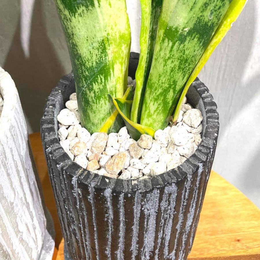 サンスベリア ローレンティ ロング 陶器鉢 観葉植物 : GREENsHOUSE