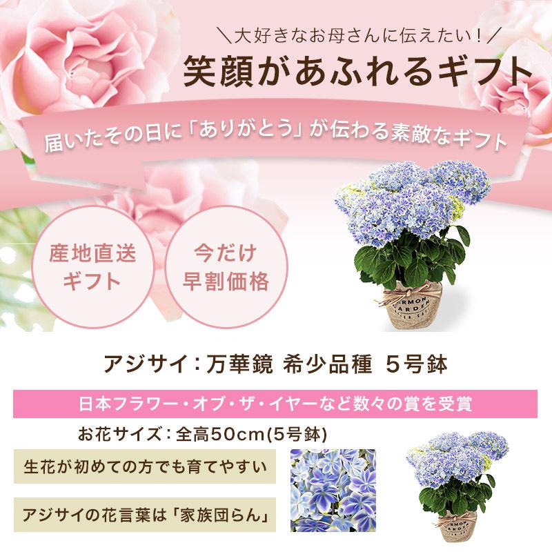 5 9以降のお届け Off 母の日 22 花 ギフト アジサイ 万華鏡 鹿児島産地から直送 母の日 お祝い あじさい 紫陽花 日時指定不可 Welzo Store 通販 Paypayモール