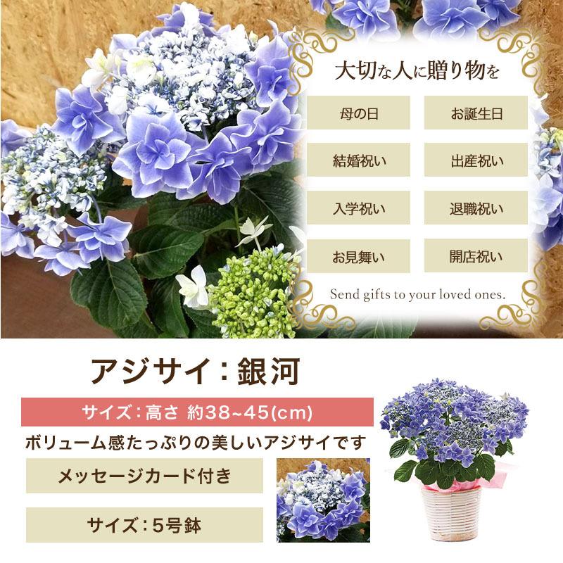 遅れてごめんね 母の日 21 花 アジサイ 銀河 5号鉢 プレゼント ギフト Welzo Store 通販 Paypayモール