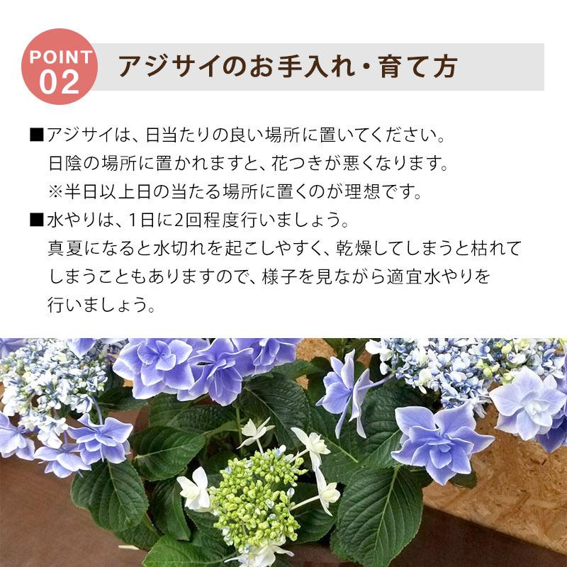 遅れてごめんね 母の日 21 花 アジサイ 銀河 5号鉢 プレゼント ギフト Welzo Store 通販 Yahoo ショッピング