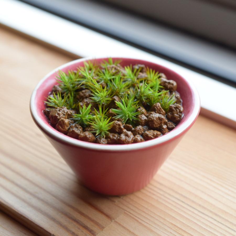 苔 苔玉 乾燥粉末スギゴケ すぎごけサッサ 12g 盆栽 栽培 テラリウム 園芸 箱庭 ジオラマ こけ スナゴケ ハイゴケ Green Tools Yahoo 店 通販 Yahoo ショッピング