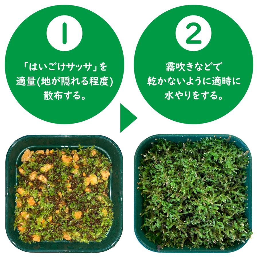 苔 苔玉 乾燥粉末ハイゴケ はいごけサッサ 7g 盆栽 栽培 テラリウム 園芸 箱庭 ジオラマ こけ スギゴケ スナゴケ Green Tools Yahoo 店 通販 Yahoo ショッピング