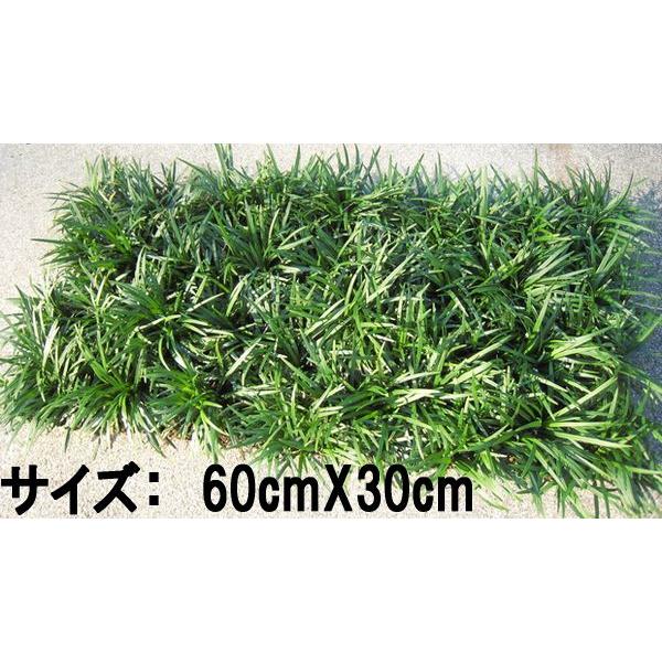 タマリュウ 玉竜 マット 翌日発送可 ガーデニング グランドカバー 下草 和風 Sonicacts Com