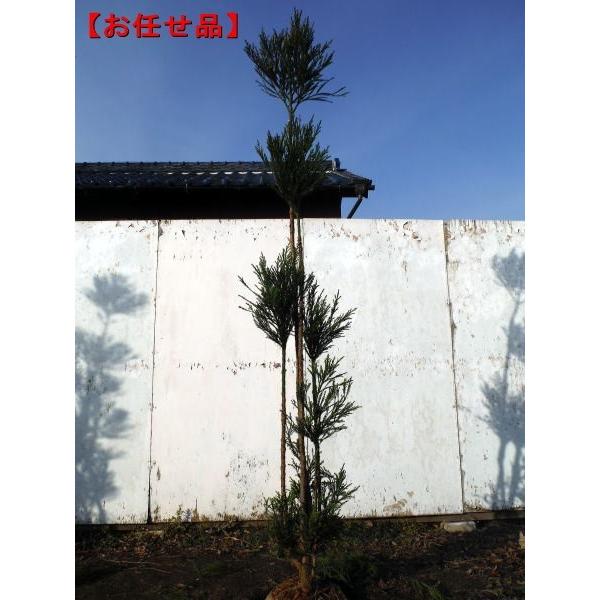 ダイスギ(台杉) 樹高2.0m前後(根鉢含まず)北山台杉 北山杉 白杉 庭木 植木 常緑樹 常緑高木
