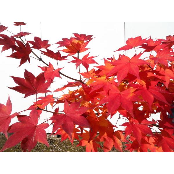 サツキベニモミジ 五月紅紅葉 樹高2.0m以上(根鉢含まず)シンボル サツキベニモミジ 五月紅紅葉 樹高2.0m以上(根鉢含まず)シンボル