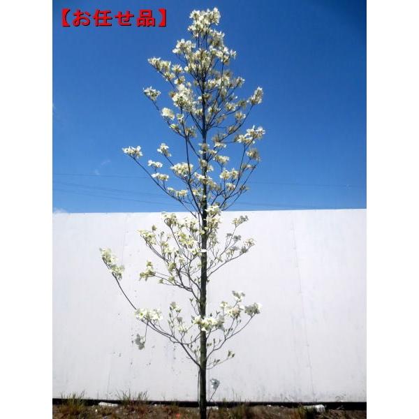 クラウドナイン ハナミズキ 樹高2 5m前後 根鉢含まず シンボルツリー 庭木 植木 落葉樹 落葉高木 ぐりーんぐりーん 通販 Yahoo ショッピング