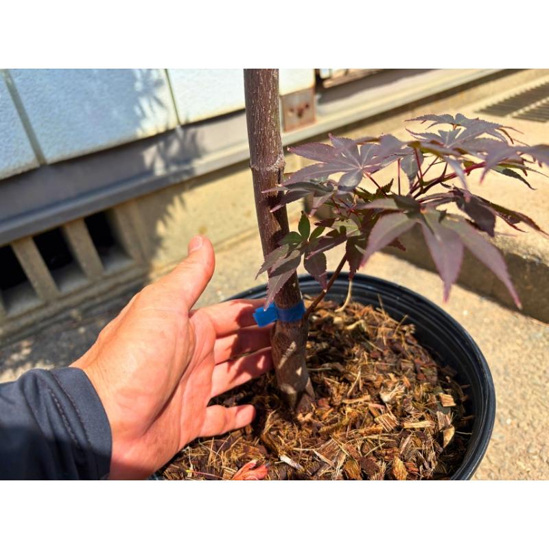 ノムラモミジ 野村モミジ 紅葉 8号 ノムラモミジ 野村モミジ 紅葉 8号 一点もの 野村モミジ ノムラモミジ