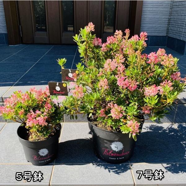 新品種 ブルームバックス 海外のツツジ 7号鉢植え 花木 庭木 植木 常緑樹 常緑低木 贈り物 母の日 父の日 プレゼント ぐりーんぐりーん 通販 Yahoo ショッピング