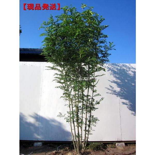 現品発送 シマトネリコ 樹高2.5m-2.7m(根鉢含まず) 株立 シンボル 