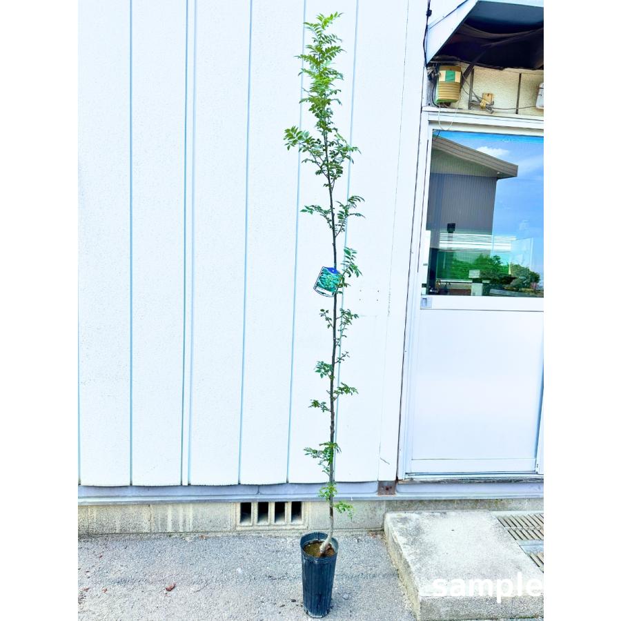 朝倉山椒 大実トゲなし苗木 【公式通販】