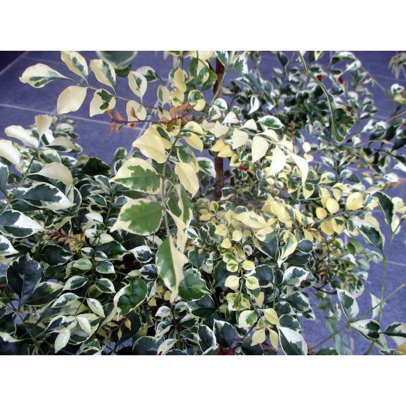 斑入りシマトネリコ(サマークイーン) 7号ポット 樹高90cm前後(根鉢含ま