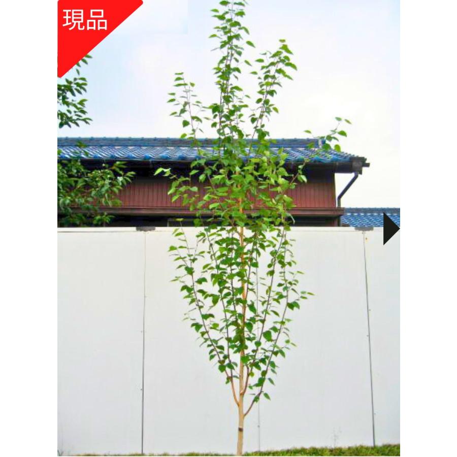 保証書付 ジャクモンティー シラカバ 白樺 樹高2 0m以上 根鉢含まず 落葉樹 落葉低木 庭木 シンボルツリー ぐりーんぐりーん 通販 Yahoo ショッピング 豪華 Jeannesauve Org
