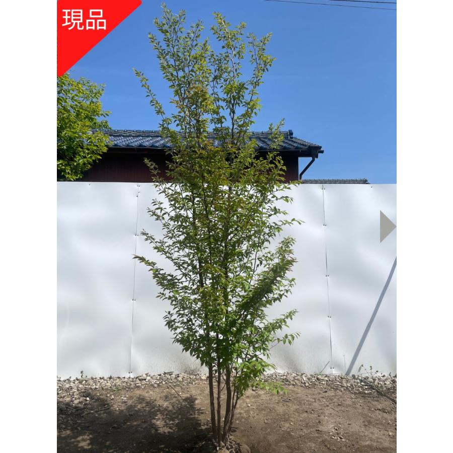 シャラノキ/株立ち/良形株【現品発送】管理70906 シャラノキ/株立ち/良