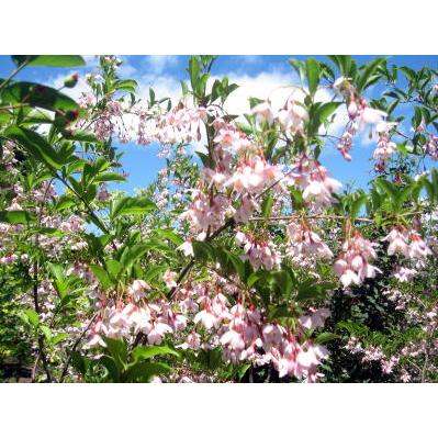 現品発送 アカバナエゴノキ(ピンクチャイム)（紅花エゴノキ）株立 樹高