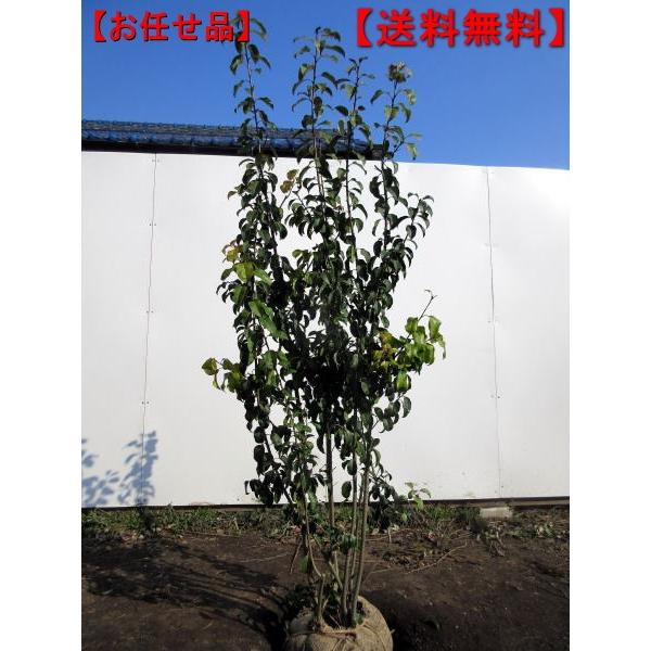 ソヨゴ メス株 株立ち 樹高1.5m前後(根鉢含まず) シンボルツリー 庭木 植木 常緑樹 常緑高木 爆買