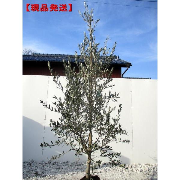 現品発送 オリーブの木(マンザニロ) 樹高2.1m-2.2m(根鉢含まず) シンボルツリー 庭木 植木 常緑樹 常緑高木 :00106