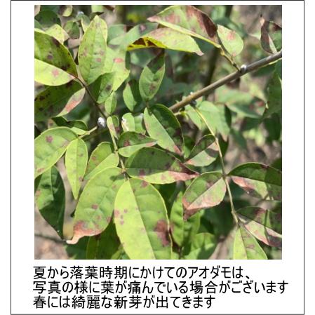 アオダモ 株立ち 一点もの 樹高2.0m(根鉢含まず）苗 苗木 シンボル