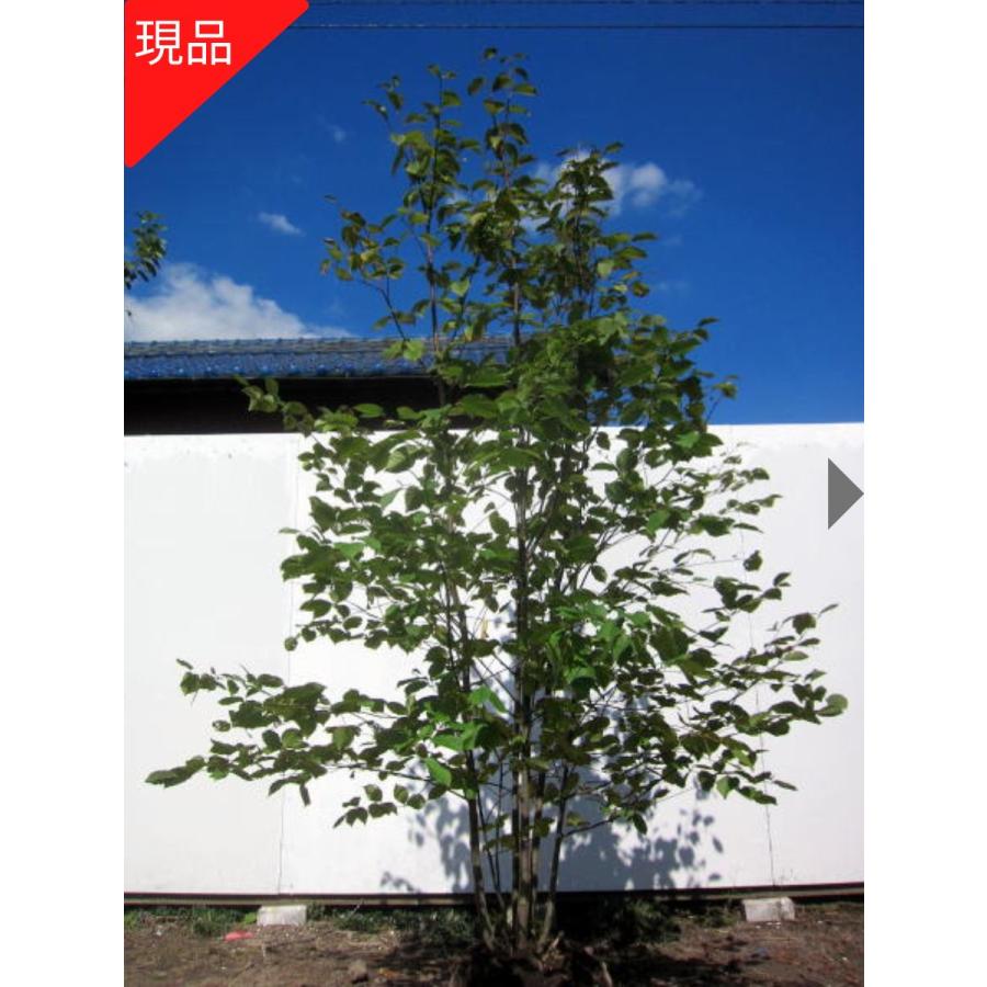 現品発送 アズキナシ 92％以上節約 樹高1.9-2.5m 根鉢含まず シンボルツリー 新色 落葉高木 庭木 落葉樹