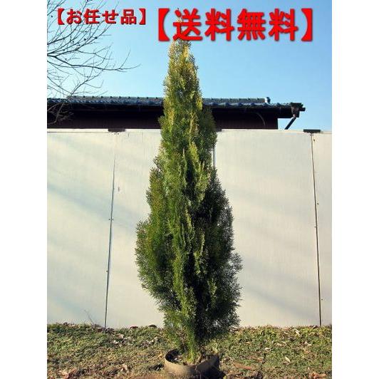 人気ショップが最安値挑戦 エレガンテシマ コニファー 樹高約1 5m以上 根鉢含まず シンボルツリー 庭木 植木 常緑樹 常緑高木 人気特価激安 Www Technet 21 Org