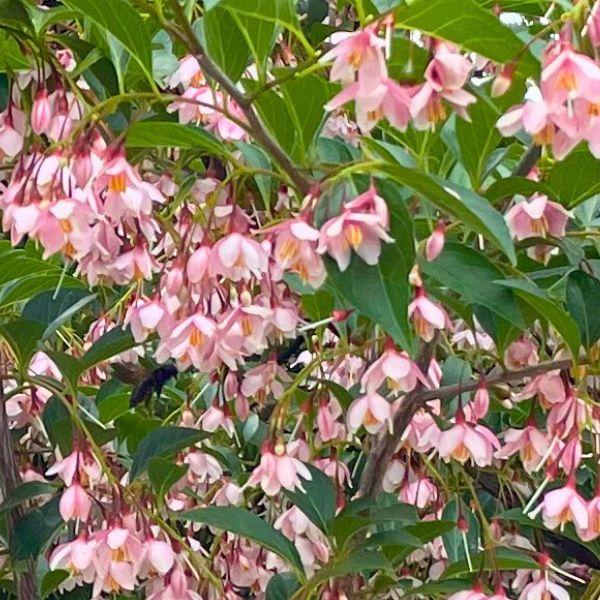 現品発送 アカバナエゴノキ(ピンクチャイム)（紅花エゴノキ）樹高2.1