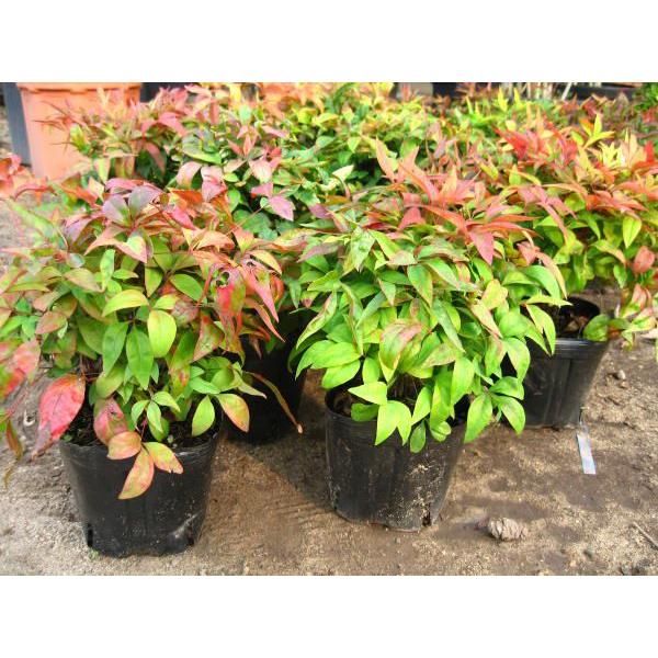 オタフクナンテン お多福南天 ５本セット 南天の木 おたふくナンテン なんてん ポットか根巻き 苗木 紅葉 庭木 植木 常緑樹 常緑低木 送料無料 |  | 01