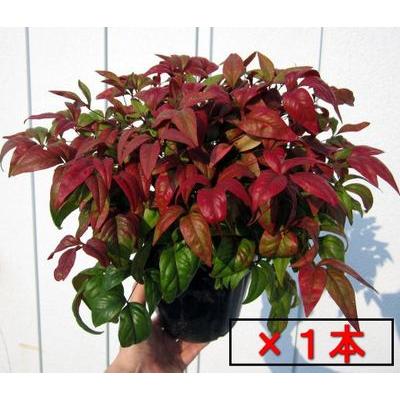 7月3１日以降発送予定 予約商品 重県知事賞受賞 オタフクナンテン お多福南天 ポットか根巻き 常緑樹 常緑低木 紅葉 ぐりーんぐりーん 通販 Yahoo ショッピング